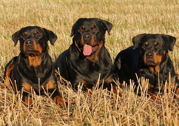 best food for Rottweilers