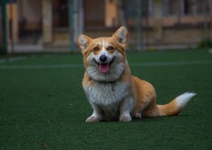 Long Haired Corgi: Complete Guide - Dog Leash Pro