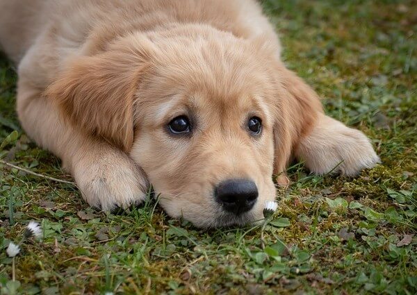 Golden Retriever Mix with Collie