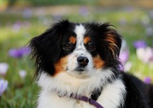 Do Australian Shepherds Shed 17 Tips To Manage Aussie Shedding That   How Much Does An Australian Shepherd Shed 300x213 