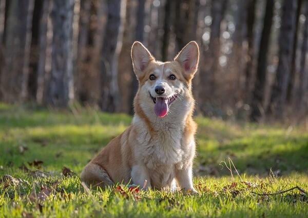 welsh Corgi Fluffy