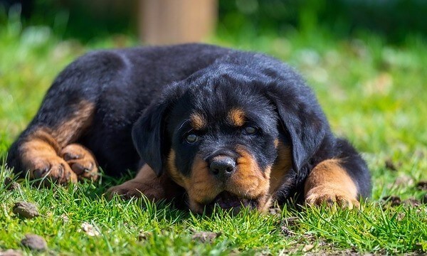 where did Rottweilers originate from