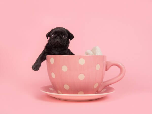 Black Teacup Pug