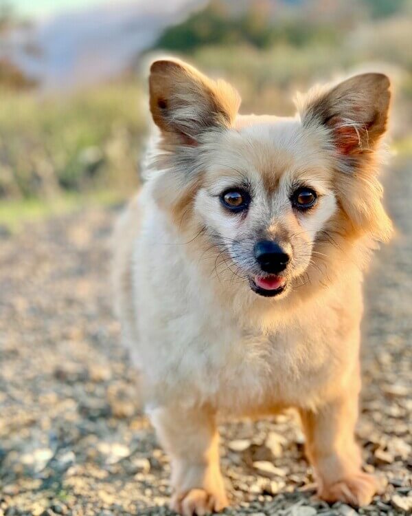 Pomeranian Corgi