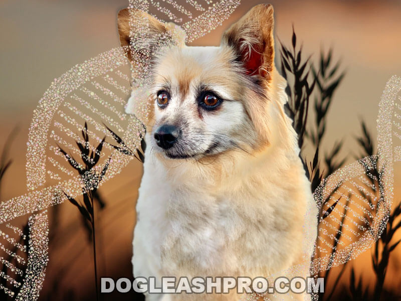 Corgi Pomeranian Mix