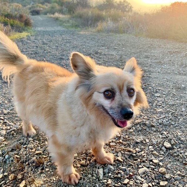 Corgi and Pomeranian Mix