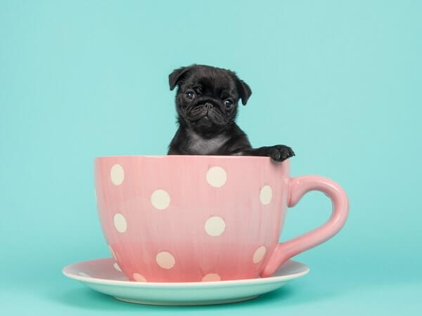 how much does a Teacup Pug cost