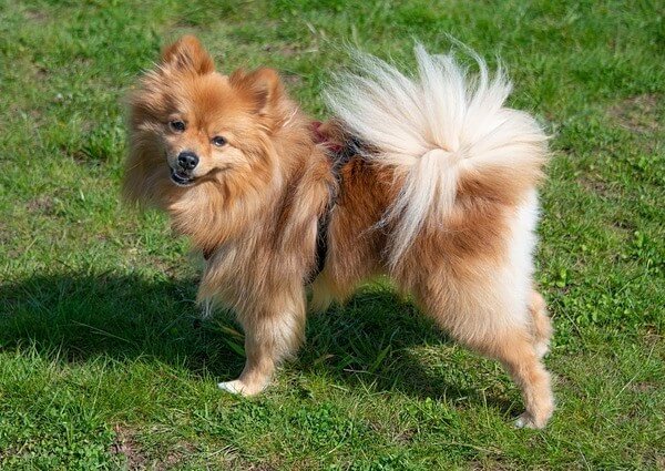 Hypoallergenic Pomeranian