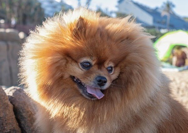 Hypoallergenic dogs Pomeranian