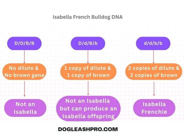 Isabella French Bulldog DNA