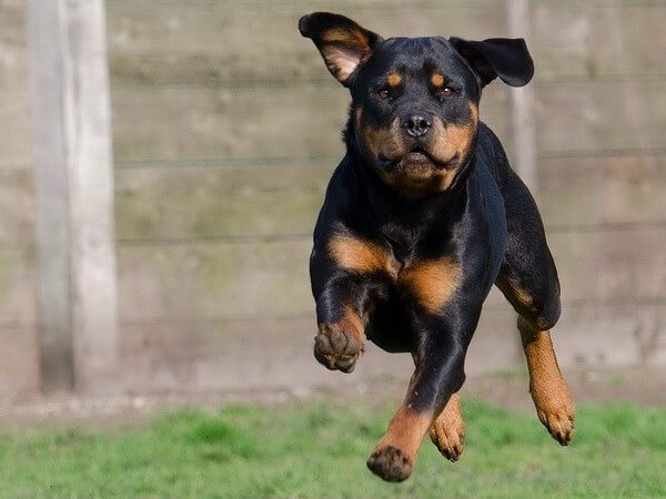 Life expectancy Rottweiler