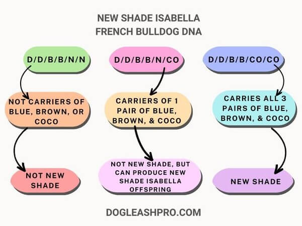New shade Isabella French Bulldog DNA