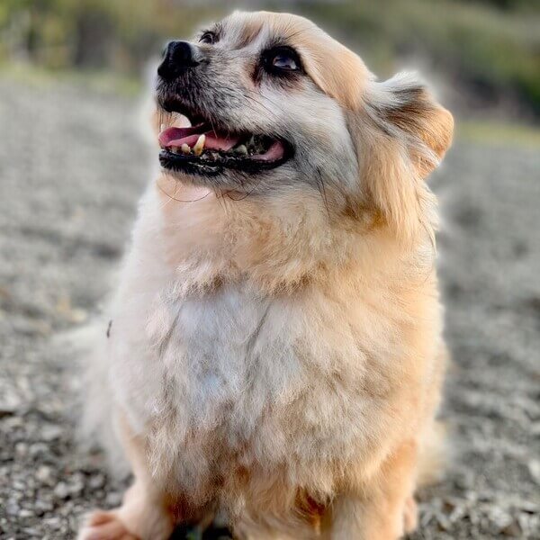 Corgi Pomeranian