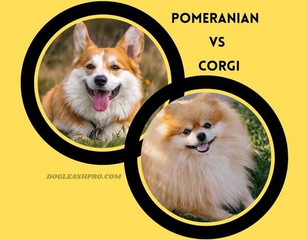 Corgi vs Pomeranian