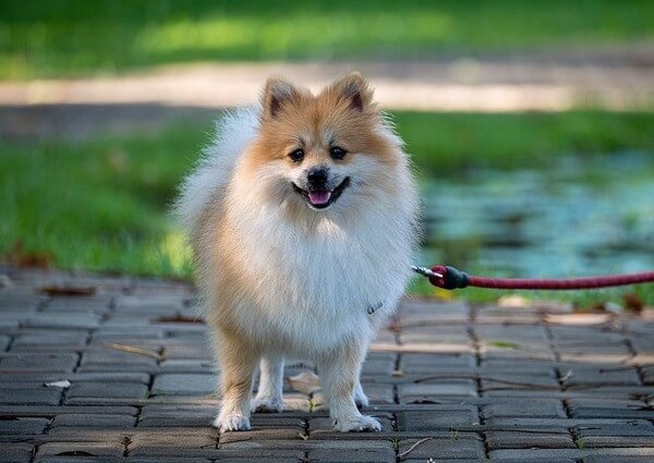 Pomeranians Hypoallergenic