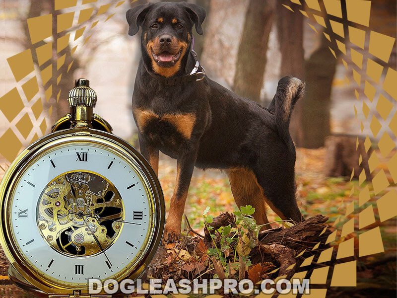 Rottweiler Lifespan: How Long Do Rottweilers Live? - Dog Leash Pro