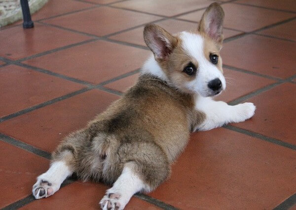 Sable Corgi puppy