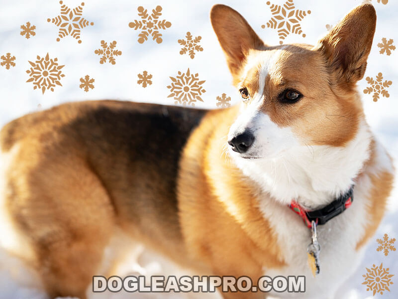 Sable Corgi