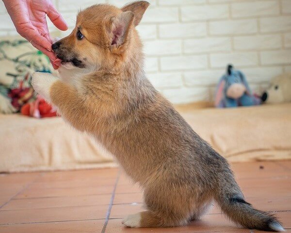 Sable coat Corgi