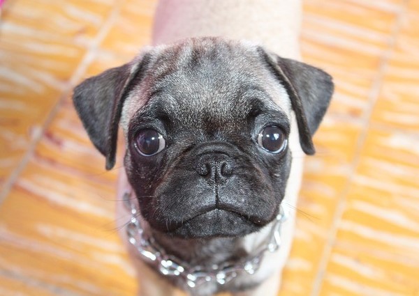 Pug and Yorkie Mix puppies