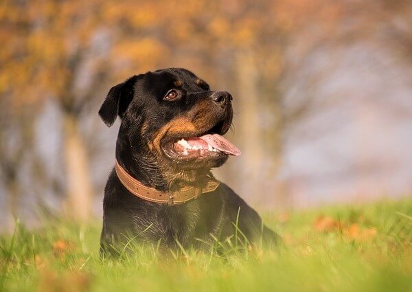 how long does Rottweiler live