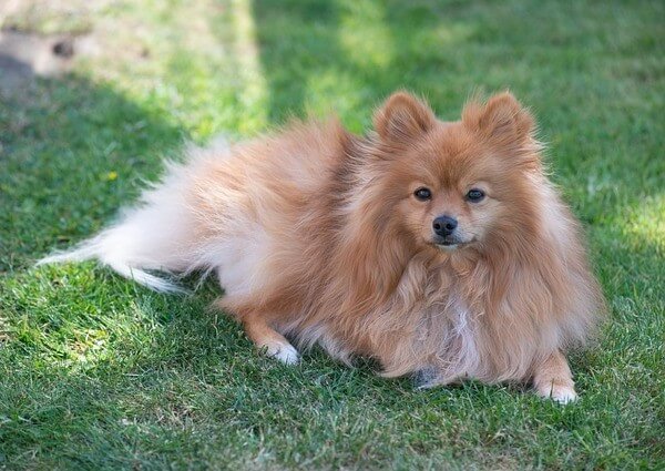 is Pomeranian Hypoallergenic