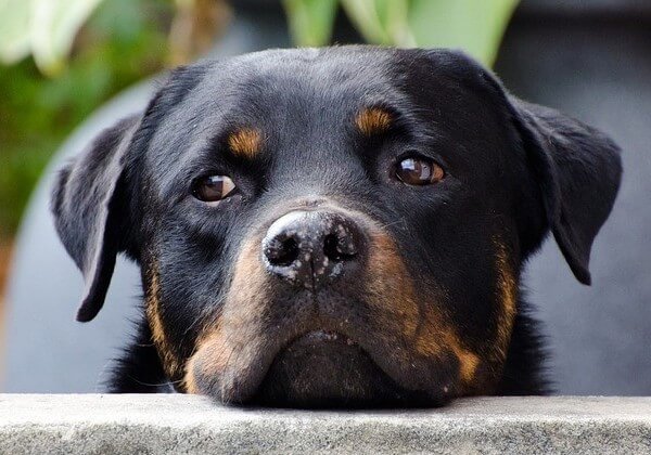 what is a Rottweiler Lifespan