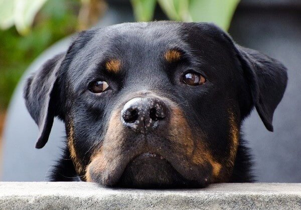 Rottweiler Lifespan: How Long Do Rottweilers Live? - Dog Leash Pro