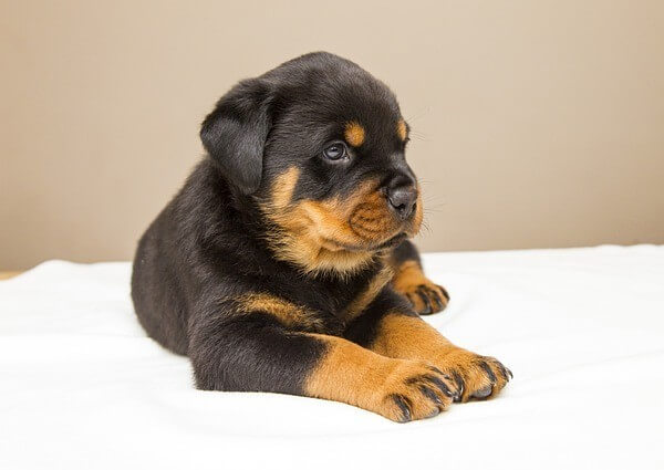 what is a Rottweilers Life span