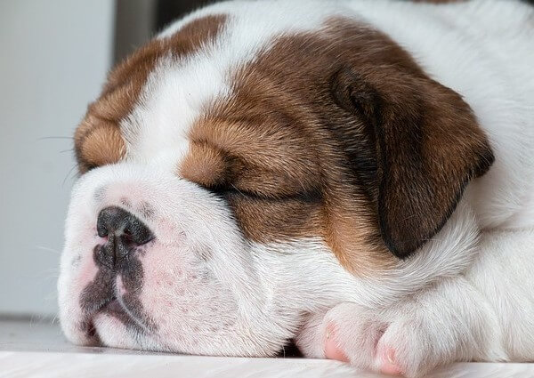 Bbulldog puppy breathing fast while sleeping