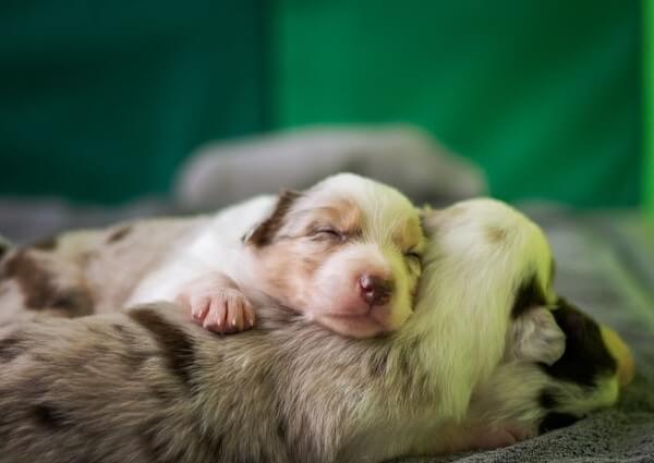 Fast Breathing Puppy Sleeping