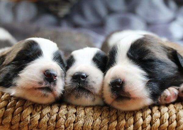 Puppies Breathing Fast when Sleeping