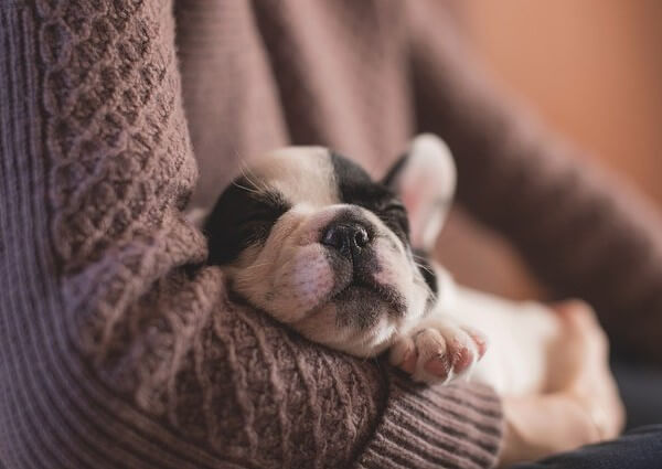 Frenchie puppy breathing fast while sleeping