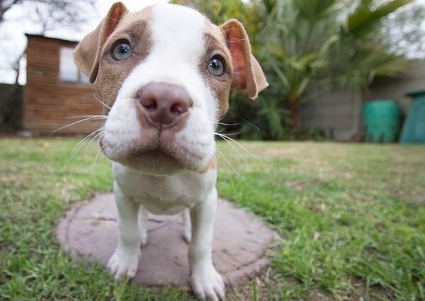 Pug Mixed with Pitbull pictures