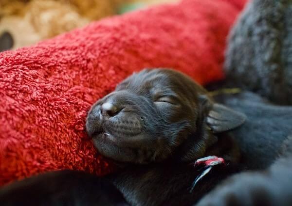 Puppy Breathing Hard While Sleeping