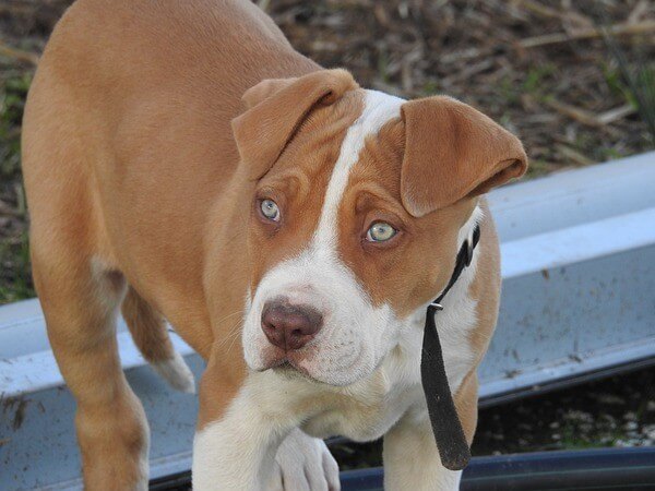 what does a Pitbull and Chihuahua Mix look like