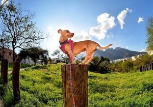 Pitbull Chihuahua Mix: Chipit Complete Guide - Dog Leash Pro