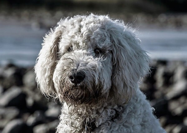 Goldendoodle White