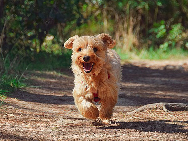 yorkie pitbull mix