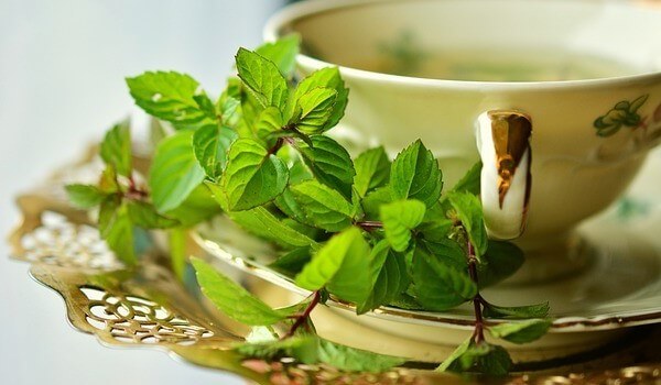 Peppermint Tea for Dogs