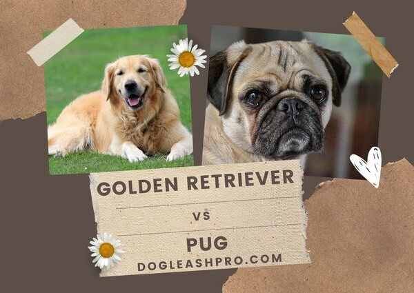 Pug and Golden Retriever together