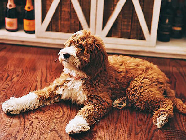 Goldendoodle White and brown