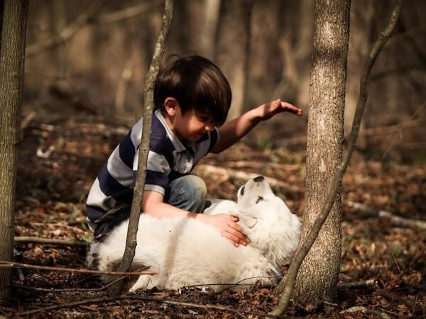 American Bulldog Great Pyrenees Mix.