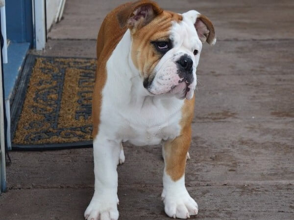 American Bulldog-Great Pyrenees