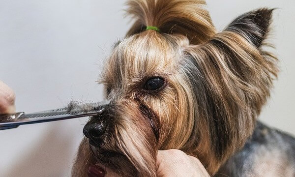 Dog acting strange After Grooming