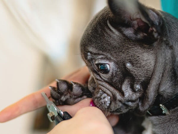 Dog sick After Grooming