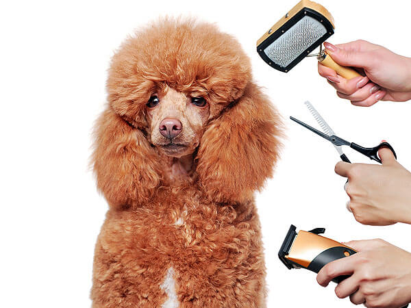 My Dog Keeps Sitting On His Bum After Grooming: 10 Reasons Why! - Dog Leash Pro