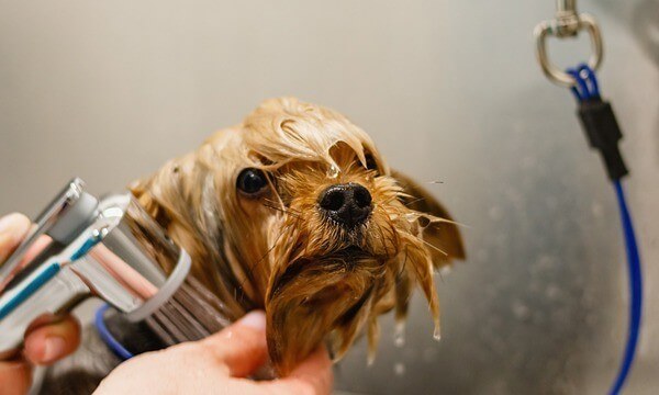 My Dog Scoots After Grooming