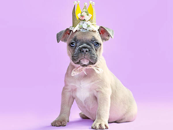 Fawn Lilac Frenchie