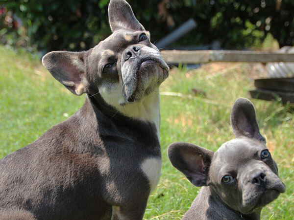 How Much Are Lilac And Tan French Bulldogs